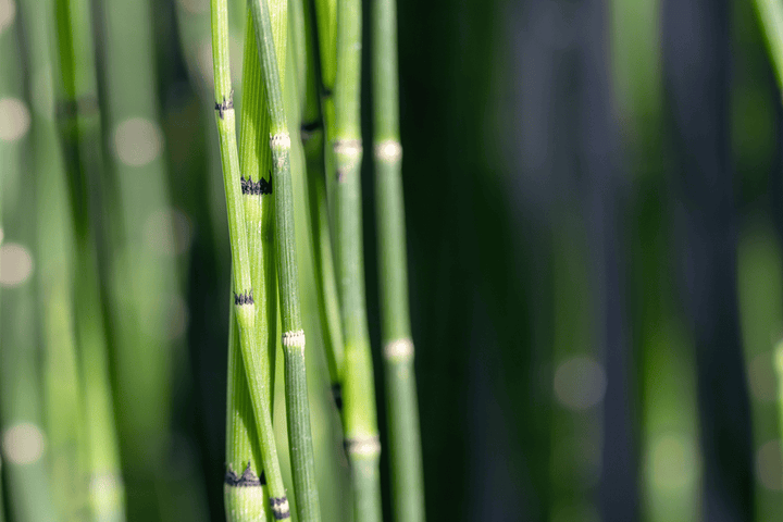 Do not let rabbits eat Horsetail Reed; it is poisonous.