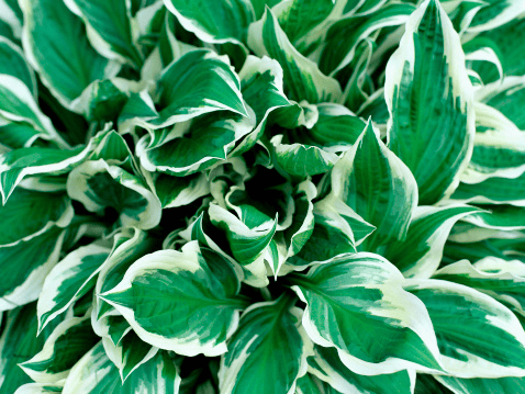 Hosta: only an occasional rabbit treat, in small amounts.