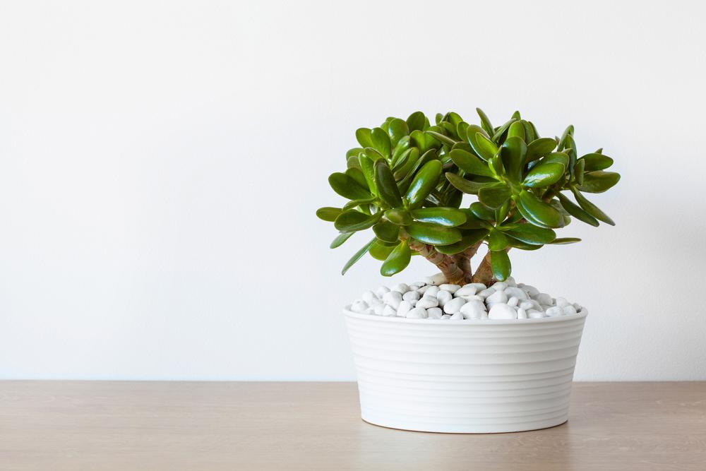 A flowerpot with a lush houseplant, showcasing succulents and plant stems within a stoneware vase setting.