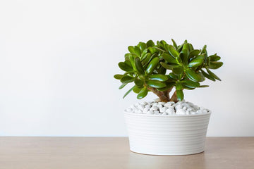 A flowerpot with a lush houseplant, showcasing succulents and plant stems within a stoneware vase setting.