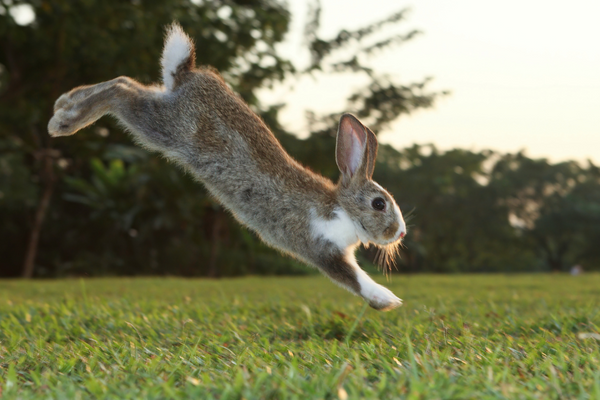 How Fast Can Rabbits Run? Discover Their Speed – Rabbit Hole Hay