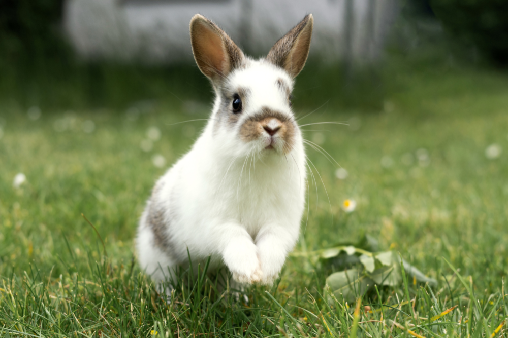 How High Does a Rabbit Jump? Surprising Facts – Rabbit Hole Hay