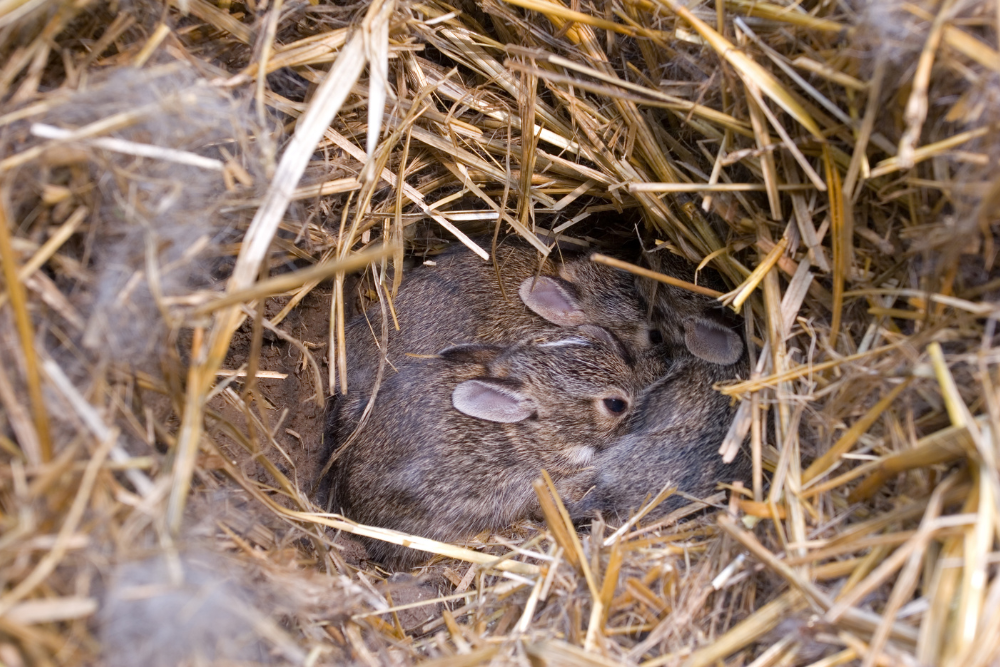 How Long Will Rabbits Nest in Lawn Last? – Rabbit Hole Hay