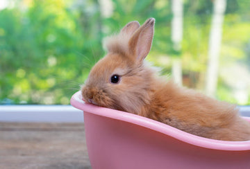 A bunny sitting in a pink bath tub.