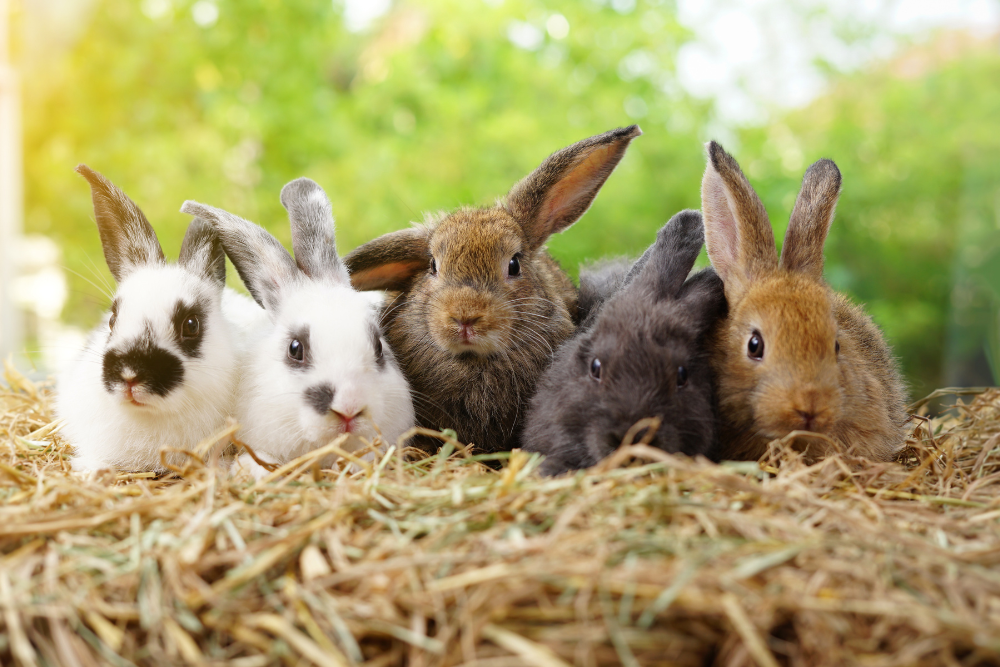 Group of cute rabbits in various colors lounging in hay