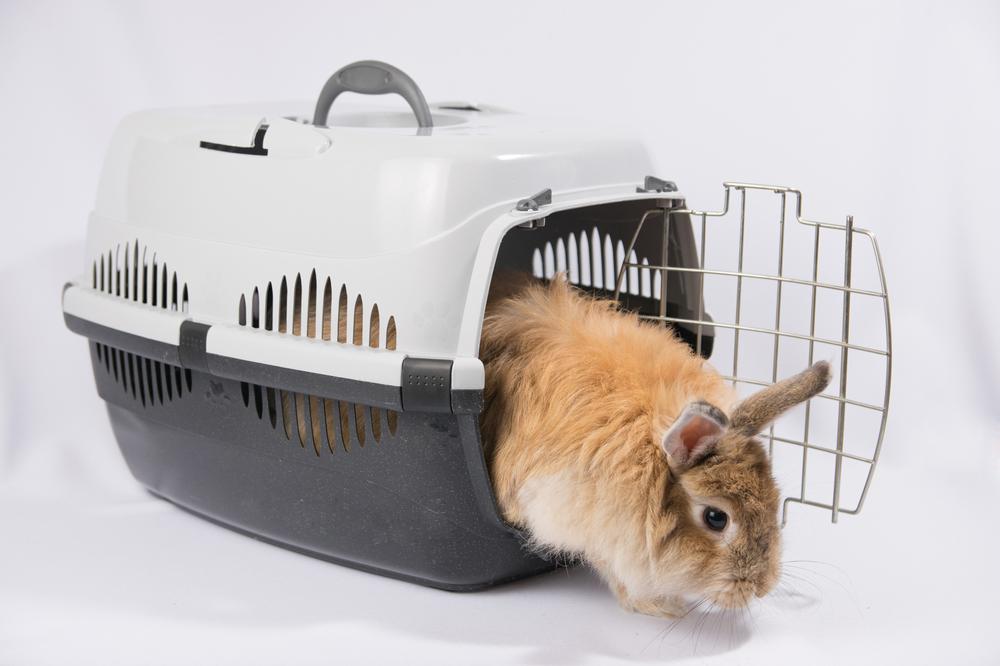 Relocating Rabbits: Top Tips for Stress-Free Moves โ Rabbit Hole Hay