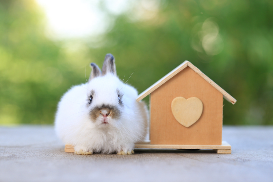 Tips for Responsible Rabbit Rehoming Success