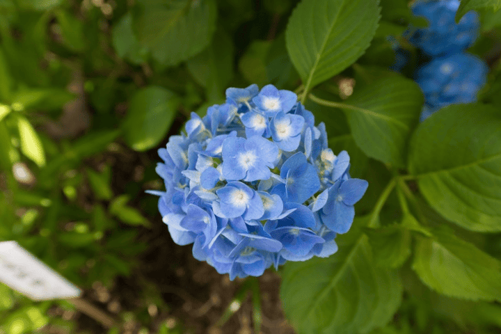 Poisonous hydrangea flowers - avoid!