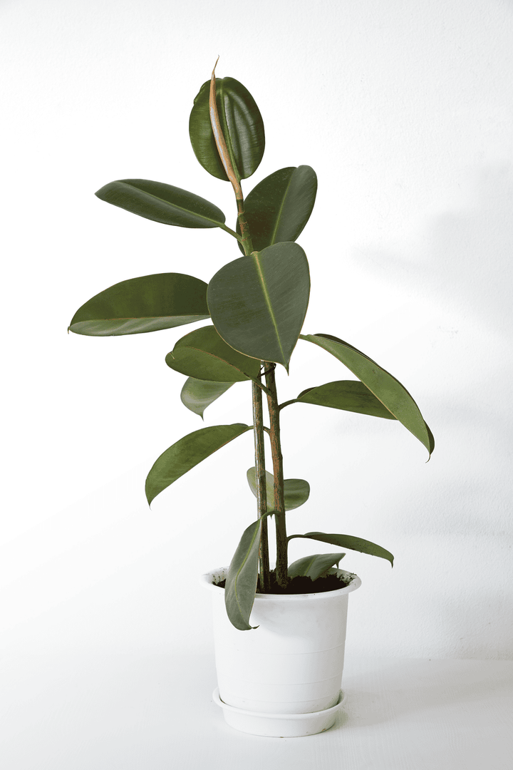 India rubber: toxic to rabbits