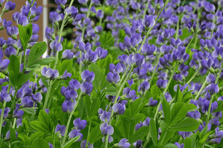 Do not let rabbits eat Indigo; it is poisonous.