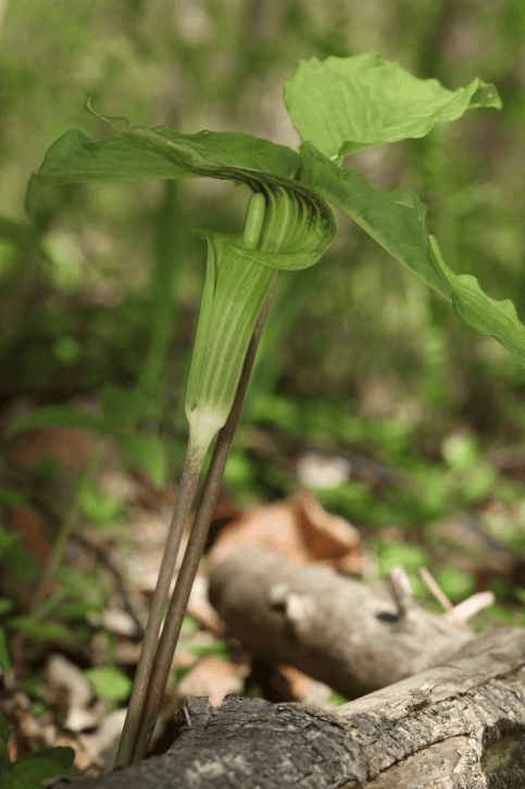 Never feed Jack-in-the-Pulpit to rabbits; it is poisonous.