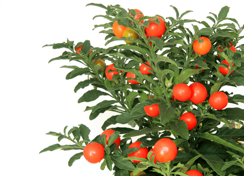 Toxic Jerusalem Cherry plant with red berries.
