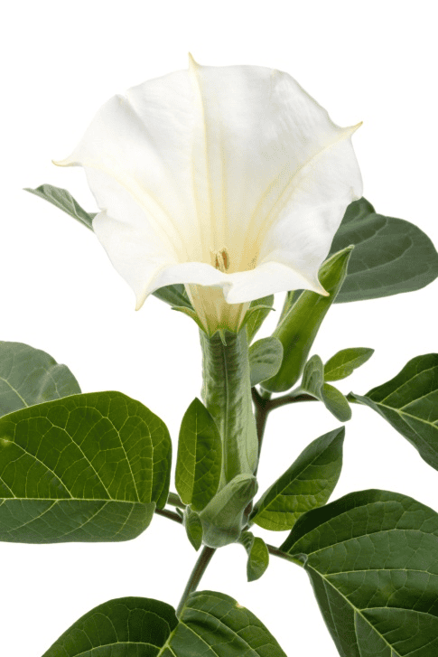 Jimson Weed and rabbits do not mix—poison risk.