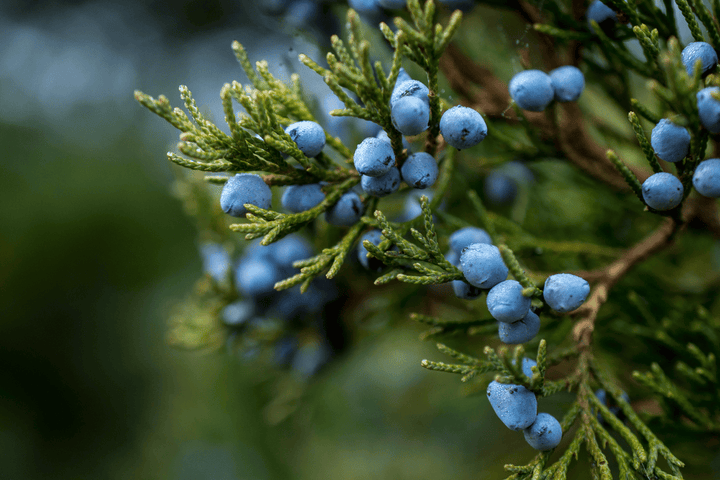 Juniper plant: poisonous, avoid eating.