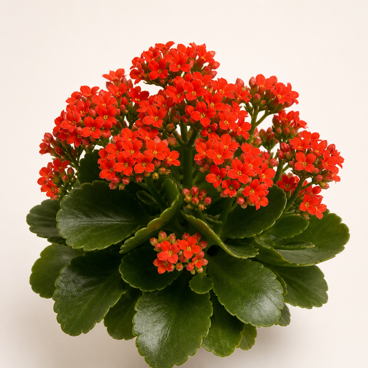 Toxic Kalanchoe; never offer this to rabbits.