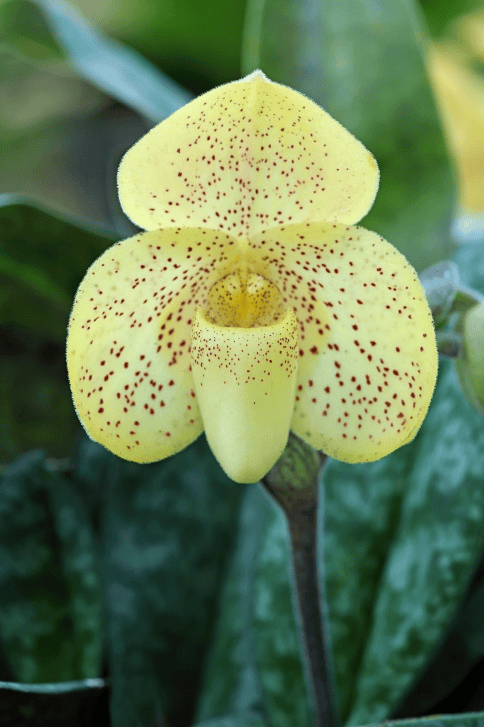 Dangerous Lady Slipper Orchid for bunnies—do not feed.