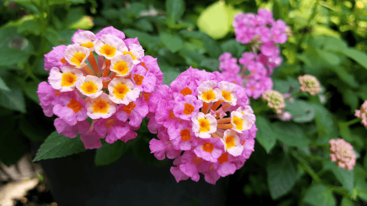 Toxic Lantana flowers and berries.