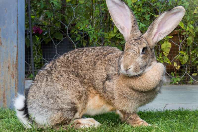 Large Rabbit Breeds: What You Need to Know – Rabbit Hole Hay
