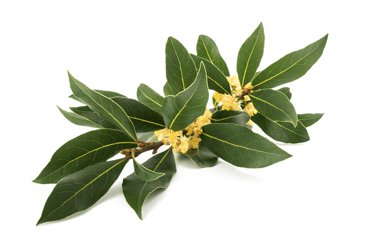 Dangerous Laurel Cherry for bunnies—do not feed.