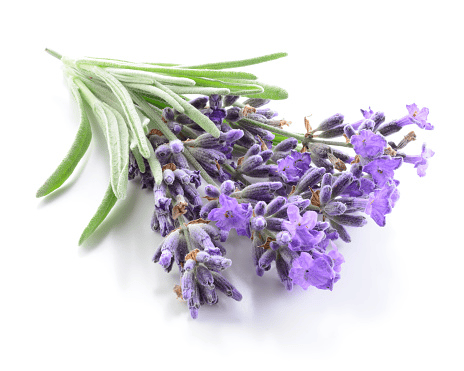 Lavender plant for rabbit treats.