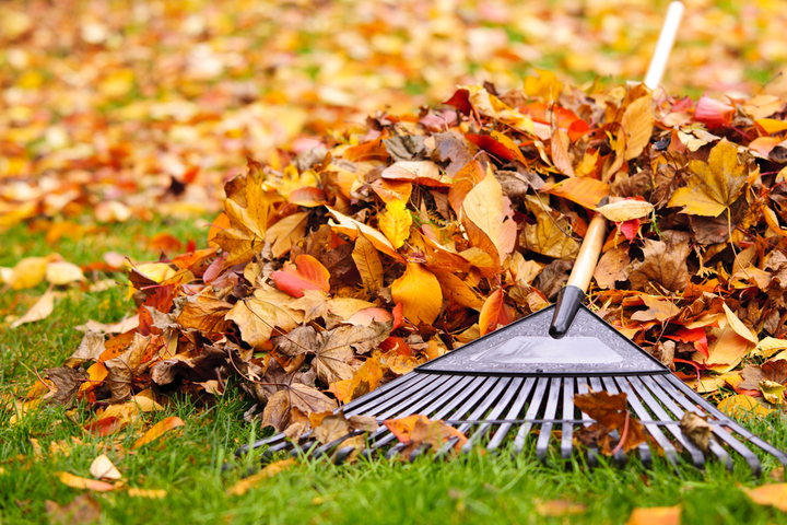 Leaves for rabbits rarely and in moderation—not a staple.
