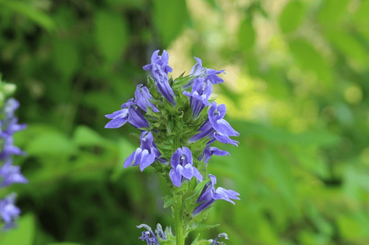 Do not let rabbits eat Lobelia; it is poisonous.