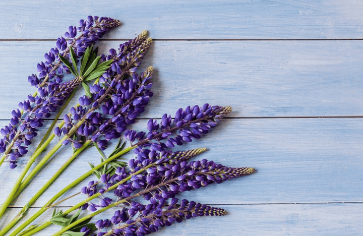 Keep Lupine out of rabbit diets—it is poisonous.