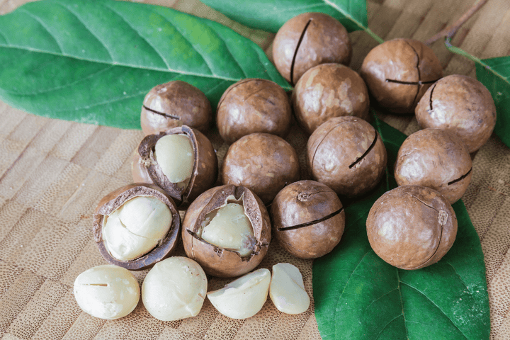 Toxic Macadamia Nut; never offer this to rabbits.