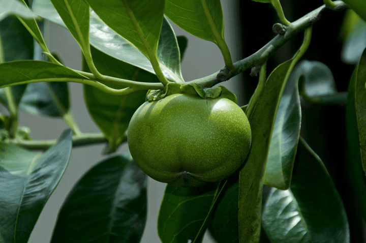 Manchineel Tree is toxic to rabbits—keep it away from the pen.