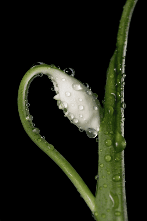 Never feed Mauna Loa Peace Lily to rabbits; it is poisonous.
