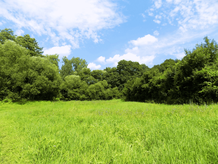 Meadow grass, safe for rabbits and pets.