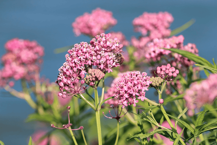 Milkweed and rabbits do not mix—poison risk.