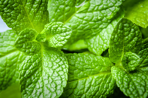 Mint can be part of a rabbit salad in modest daily portions.