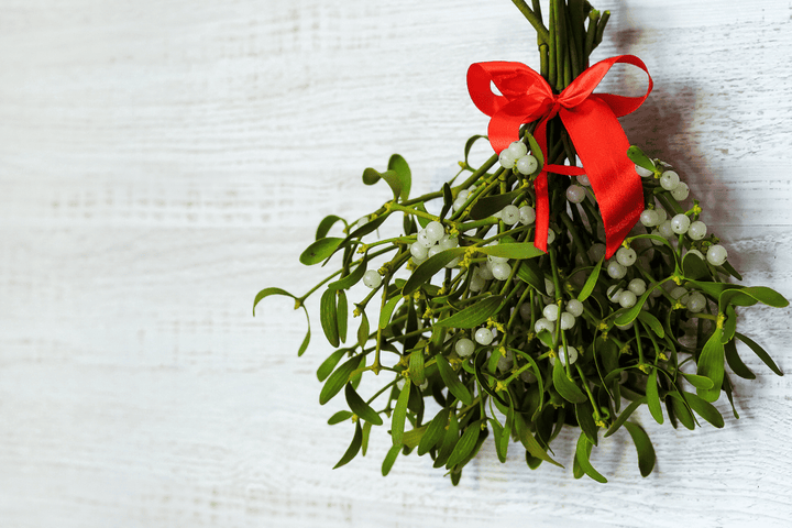 Rabbits should not touch Mistletoe; toxic plant.