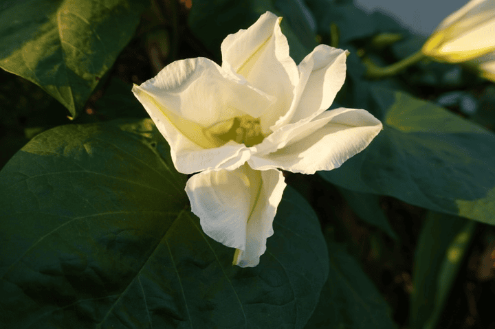 Moonflower plant: Toxic to rabbits.
