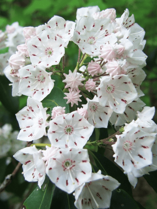 Rabbits should not touch Mountain Laurel; toxic plant.