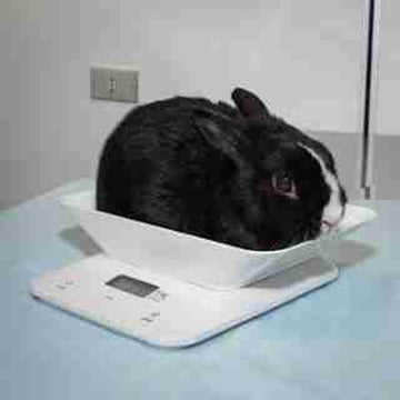A small black rabbit getting weighed at the vets office.