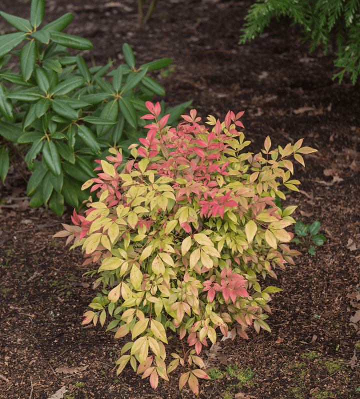 Nandina plant: poisonous berries and leaves.