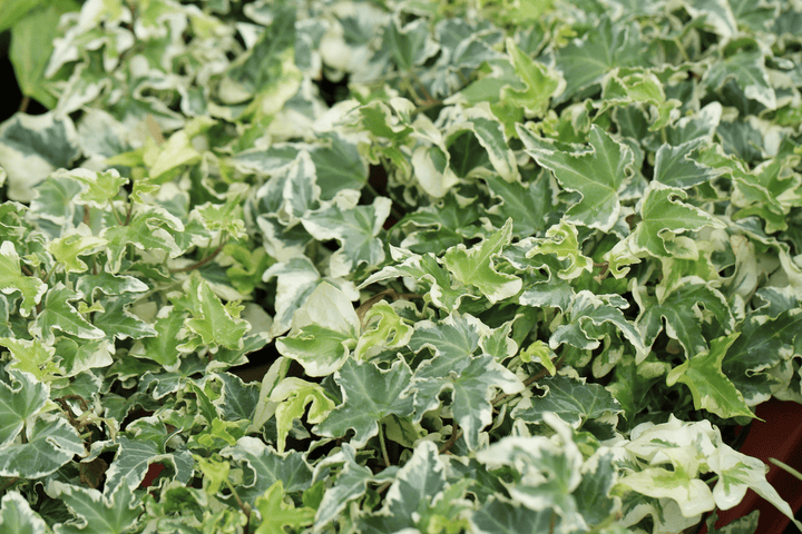 Needlepoint Ivy: Toxic to rabbits