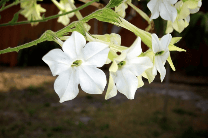 Nicotiana plant: Toxic to pets.