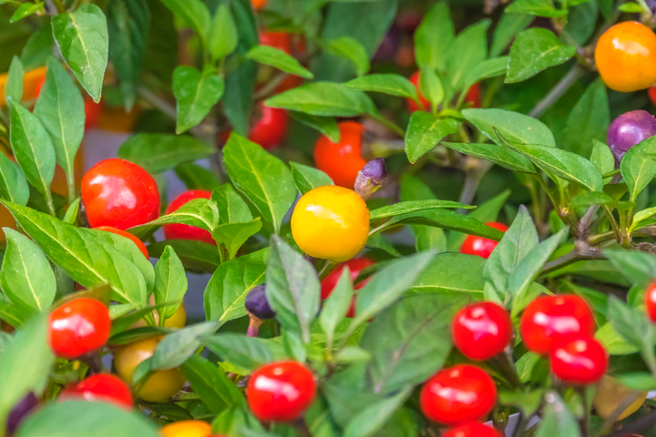 Nightshade Plants and rabbits do not mix—poison risk.