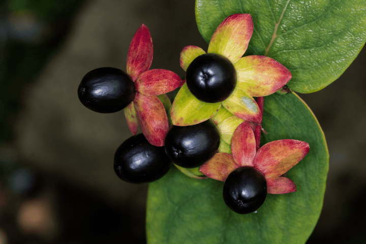Nightshade plants: toxic to pets.