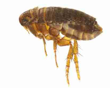 Close-up of a flea on fur