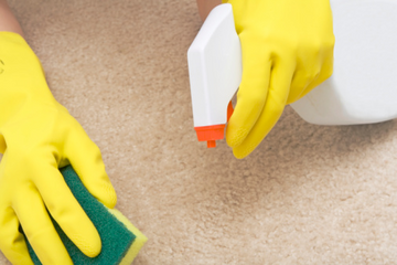 A pet owner cleaning up rabbit urine.