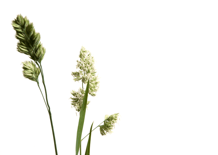 Orchard Grass can be available generously—pair with plenty of hay.