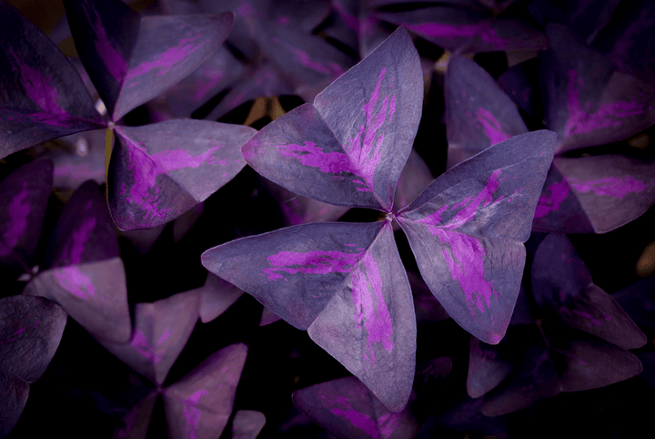 Rabbits should not touch Oxalis; toxic plant.