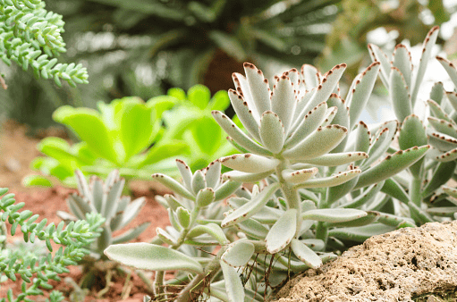 Panda Plant is toxic to rabbits—keep it away from the pen.