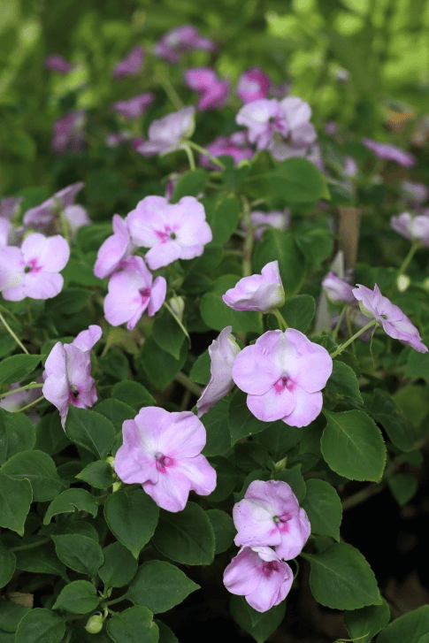 Patience plant: Toxic to pets.