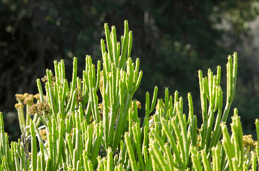 Toxic Pencil Cactus plant – harmful to pets.