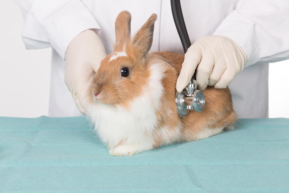 Insurance Pet Rabbits Rabbit Insurance Value: Is It Worth the Cost? – Rabbit Hole Hay